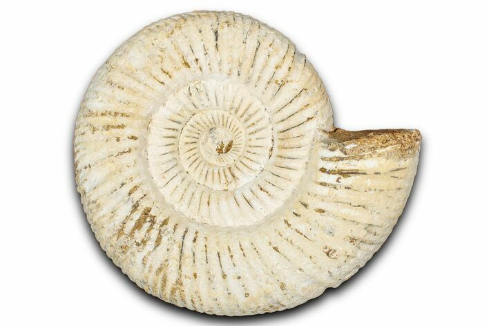 Jurassic Ammonite (Perisphinctes) Fossil - Madagascar #337690